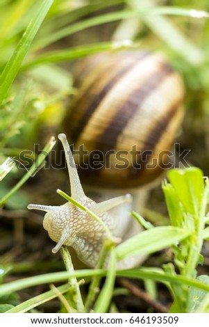 Big snail crawling in grass and feeds