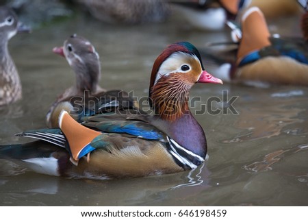 Ducks mandarin in the pond
