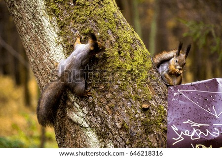 two squirrels on the tree