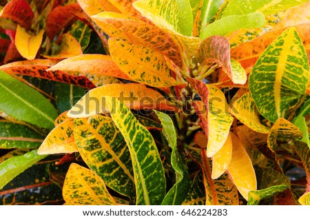 Colorful Croton Leaves