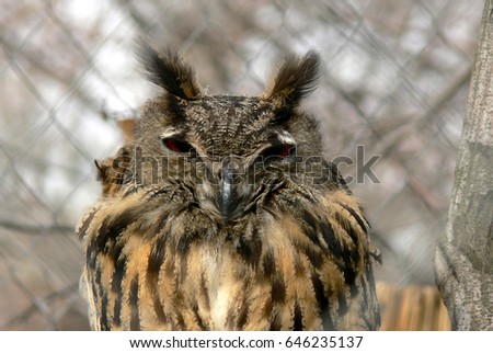 The long-eared owl (Asio otus) - portrait