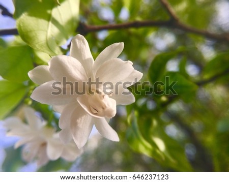 Beautiful white gardenia flower green leaves background