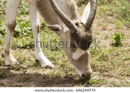 Closeup of an antelope, beautiful and fast animal