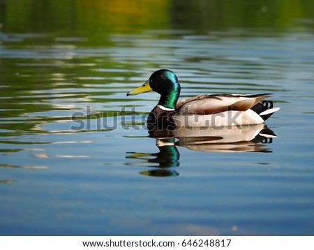 Duck Drake beautiful. Floats on water bird