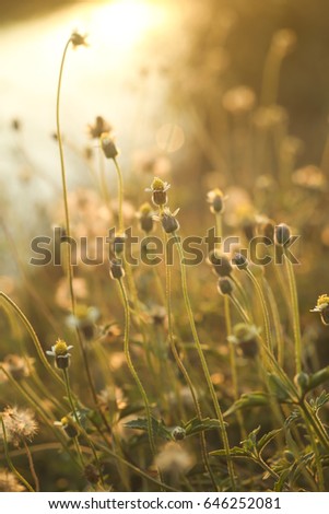 Grass flower with water reflect blurry sunset