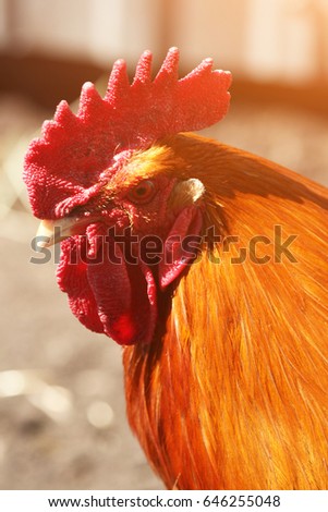 Fire cock with beautiful feathers,symbol, the signs of the zodiac, farm,rooster
