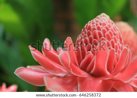 Dala flower in Thai or red ginger blossom to enhance the beauty of the sunlight