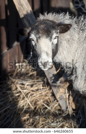 Romanov sheep breed in a pen at the home farm in Australia
