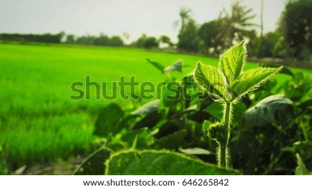 Green leaf background, Green, beautiful, natural, images for a relaxing conceptual background.