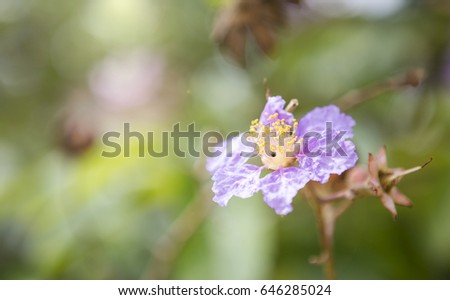 Blurred background of purple flower over blurred green garden