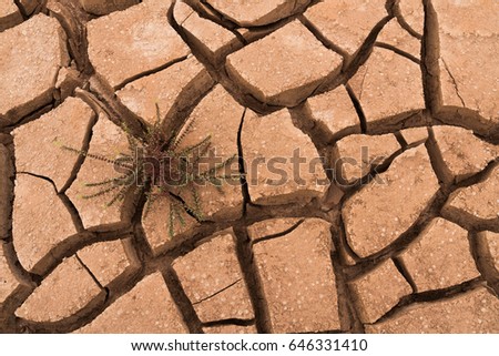 Drought land texture in summer