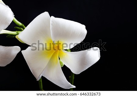 The image of white plumeria flowers on a dark background.