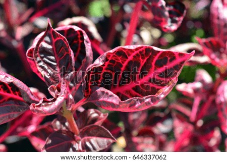 Natural texture with pink red leaves