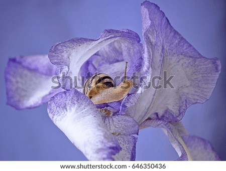 Snail in a flower of an iris