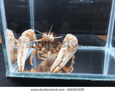 Shrimp Crayfish in the cabinet. Procambarus clarkii ghost