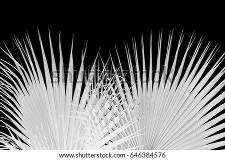Leaves of palm tree on black background