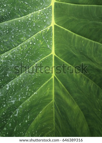 Water droplets on big leaf.(Elephant Ears; Alocasia macrorhiza)
