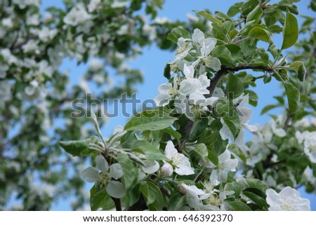 photo of flowering Apple tree against the sky. Some of the pictures are bees.