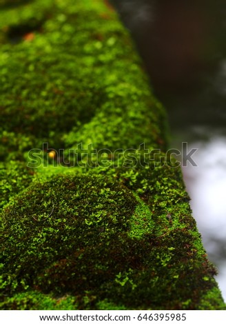 shallow DoF blur bokeh background of fresh green tropical moss growing on bricks around a garden pond with deep green colour water plant behind