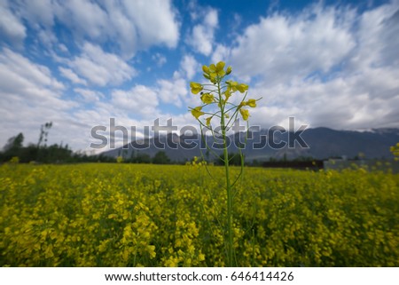 Canola Field in Kashmir area.Shoot in day light with nice moving clould
