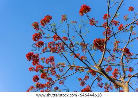 Big branch of Gulmohar flowers or peacock flowers