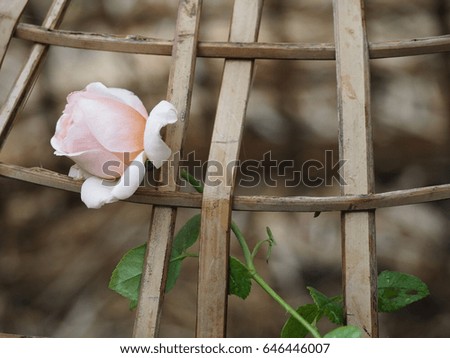English soft pink rose with bamboo net in the garden.; Abraham's darby.