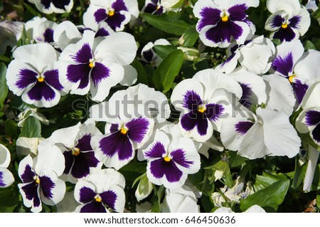 Purple and white pansy or viola tricolor hortensis flowers with green 