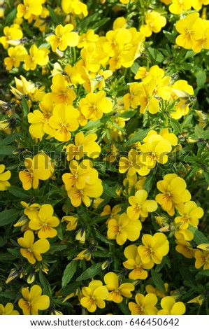 Yellow pansy or viola tricolor hortensis flowers with green vertical