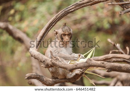 Young Monkey Sit On The Tree ,Wat Khao No ,Nakhon Sawan ,Thailand.	
