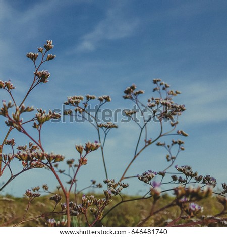Wild flowers in east Algarve in Portugal