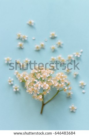 Spring flowers on a blue background