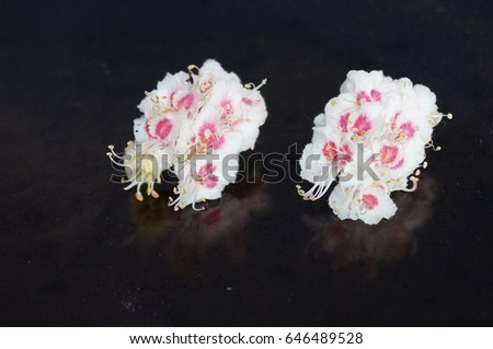 Small white flowers isolated on black background