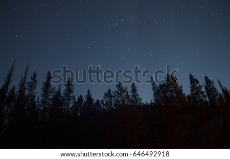 Long Exposure - Starry Sky with Pine Trees