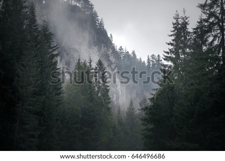 Misty mystic forest, nature, picture on the calendar and wallpaper