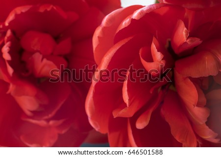 Red Flower Close Up, Love Background Design Element For Valentine Poster And Wedding Backgrounds,  Greeting Card, Wedding Invitation, Marriage Background, Shallow Depth of Field, Selective Focus