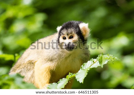 Squirrel monkey in a tree with green leaves in the background