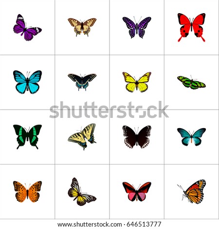 Realistic Checkerspot, Morpho Hecuba, Summer Insect And Other Vector Elements. Set Of Beauty Realistic Symbols Also Includes Beauty, Violet, Orange Objects.