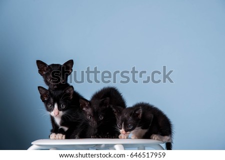 4 black cats with a blue background.