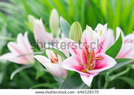 Beautiful Lily flower on green background, with space for text. 
Perfect image for: lilies flowers, white and pink lily, florist, garden, spring and summer background, etc.

