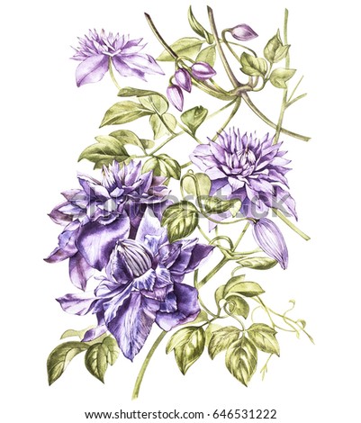 Illustration in watercolor of a clematis flower blossom. Floral card with flowers. Botanical illustration.