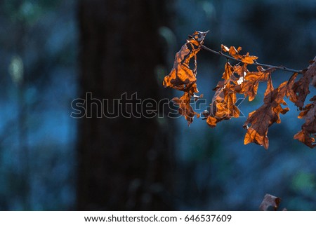 Close up of a sunlit orange brown oak leaf in the park. 