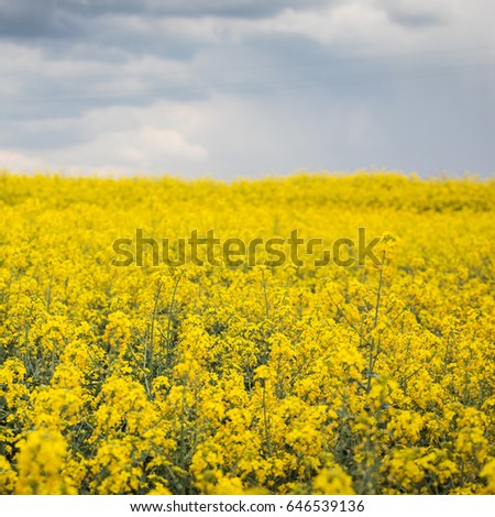 A beautiful bright yellow spring rapeseed field against the background of a dark cloudy sky. Agroindustrial industry