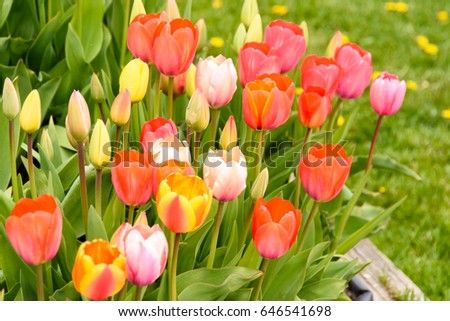 Colorful tulip flowers in the springtime / with copy space