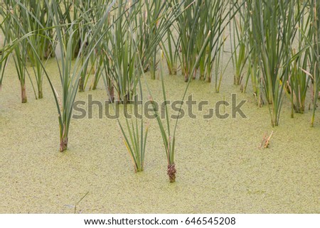 Swamp plants