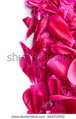 The peony petals isolated on white background.