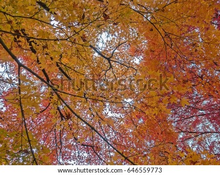 Red Maple leaves - Momiji, Japanese maple in autumn season.