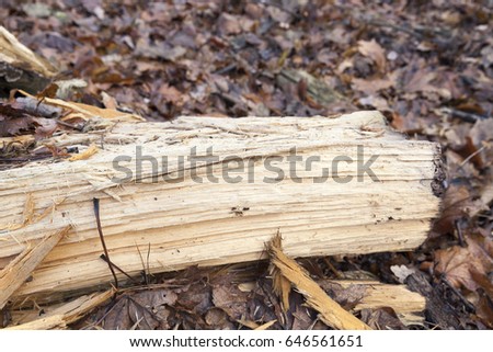   picture of chips and other debris from a broken tree trunk. Small depth of field