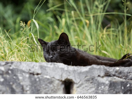 Black cat rest in a grass bush