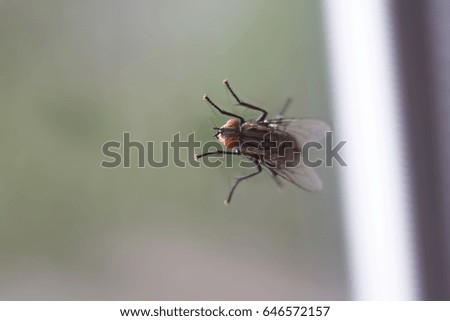 Fly on clear glass
