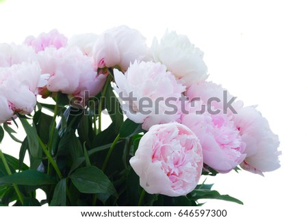 Fresh peony flowers colored in shades of pink isolated on white background